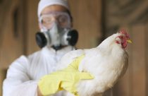 Argentina confirma 3º foco de gripe aviária em aves comerciais em Buenos Aires