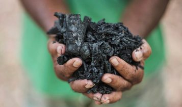 NetZero anuncia ganhos de até 20% na produtividade da cana com tecnologia de biochar
