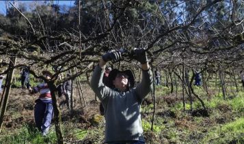 Agricultor enfrenta tumor cerebral e recebe ajuda de vizinhos para manter cultivo em Caxias