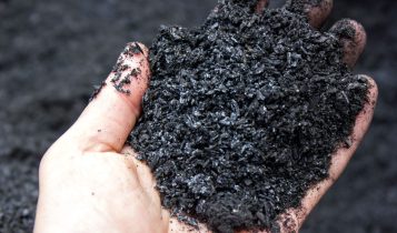 Biochar como estratégia de preservação é tema da Conferência da Mata Atlântica