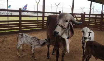 Embarque de 111 bovinos é realizado com sucesso no Aeroporto de Viracopos