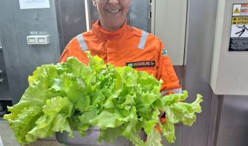 Temperos, ervas frescas e hortaliças podem ser cultivados em alto-mar?