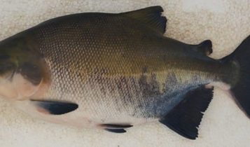Pesquisadores usam inteligência artificial para medirnível de estresse de peixe