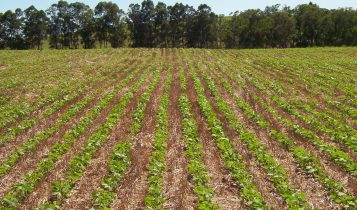 Tratamento de sementes auxilia na produtividade superior e reduz custos para o produtor agrícola, apontam estudos