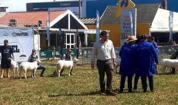 julgamentos expointer