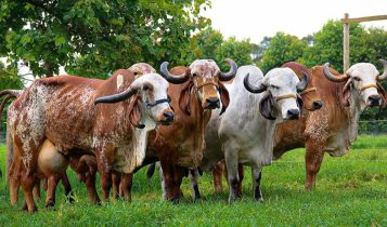 matrizes e doadoras da raca gir leiteiro - fotao