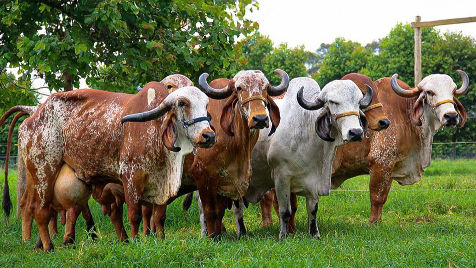 matrizes e doadoras da raca gir leiteiro - fotao