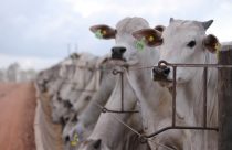 Censo 2025: dsm-firmenich aponta ano de virada estratégica para o confinamento no Brasil