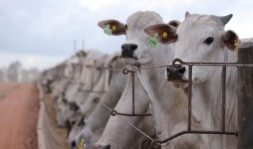 Censo 2025: dsm-firmenich aponta ano de virada estratégica para o confinamento no Brasil