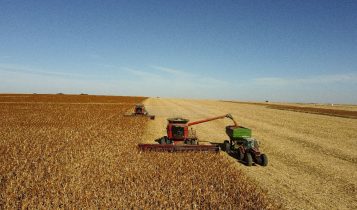 sorgo brasileiro