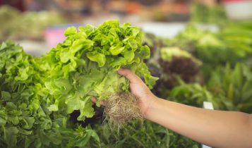 Manejo nutrifisiológico em hortaliças folhosas é o tema de uma das estações do Dia de Campo Olericultura