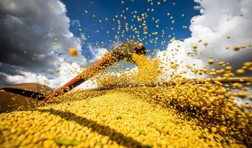 Valor da produção agrícola brasileira recua 3,9% em 2024, mostra IBGE