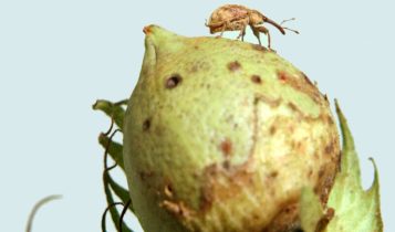 Edição gênica produz plantas indigestas para pragas