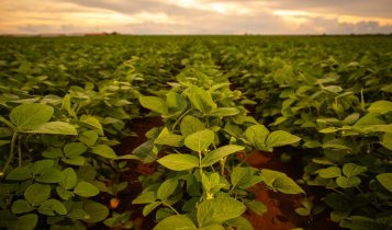 O que plantar em novembro? Confira os cultivos ideais
