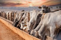 Custo alimentar do confinamento cai ao menor nível histórico no Centro-Oeste e eleva relação de troca da pecuária