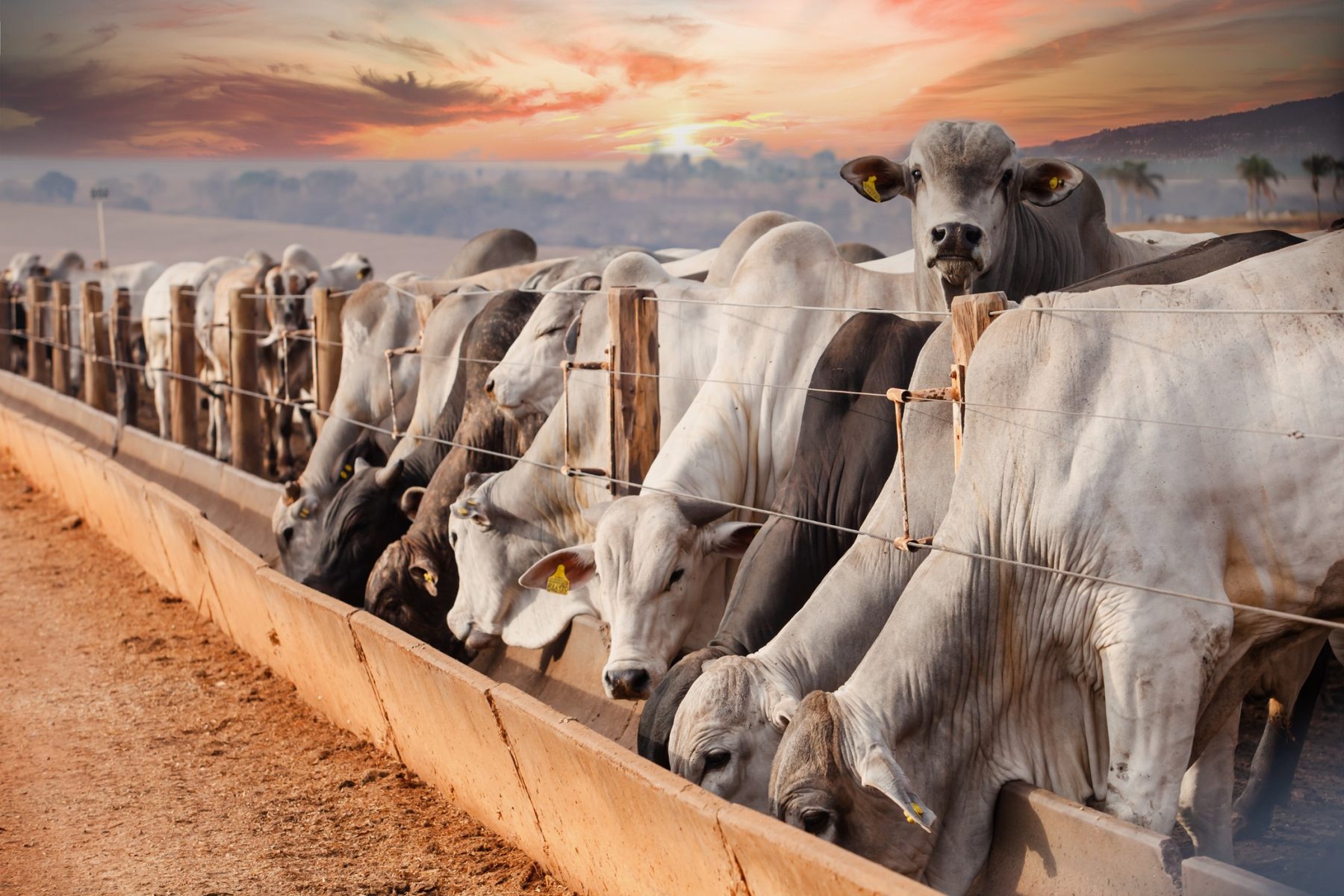 Custo alimentar do confinamento cai ao menor nível histórico no Centro-Oeste e eleva relação de troca da pecuária