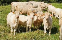 Canchim Fazenda Cedro - Parana