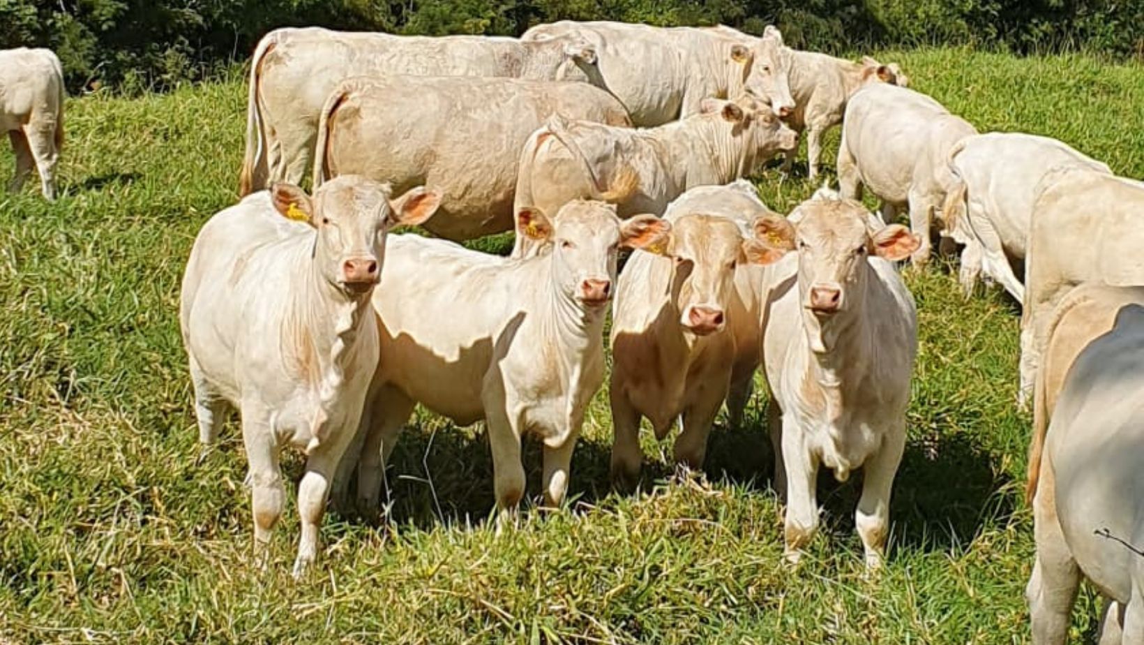 Canchim Fazenda Cedro - Parana