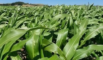 Brasil deve liderar mercado global de bioinsumos até 2030