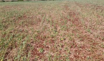 Acesso às novas linhas de crédito rural do CMN exige atenção a requisitos e prazos