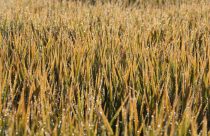 Área semeada com arroz no RS ultrapassa 95,24% da intenção