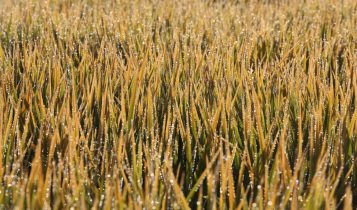 Área semeada com arroz no RS ultrapassa 95,24% da intenção