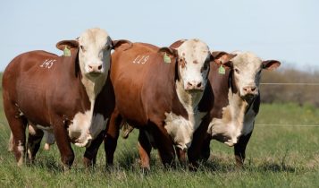 Como o sumário de touros pode impulsionar a genética do seu rebanho