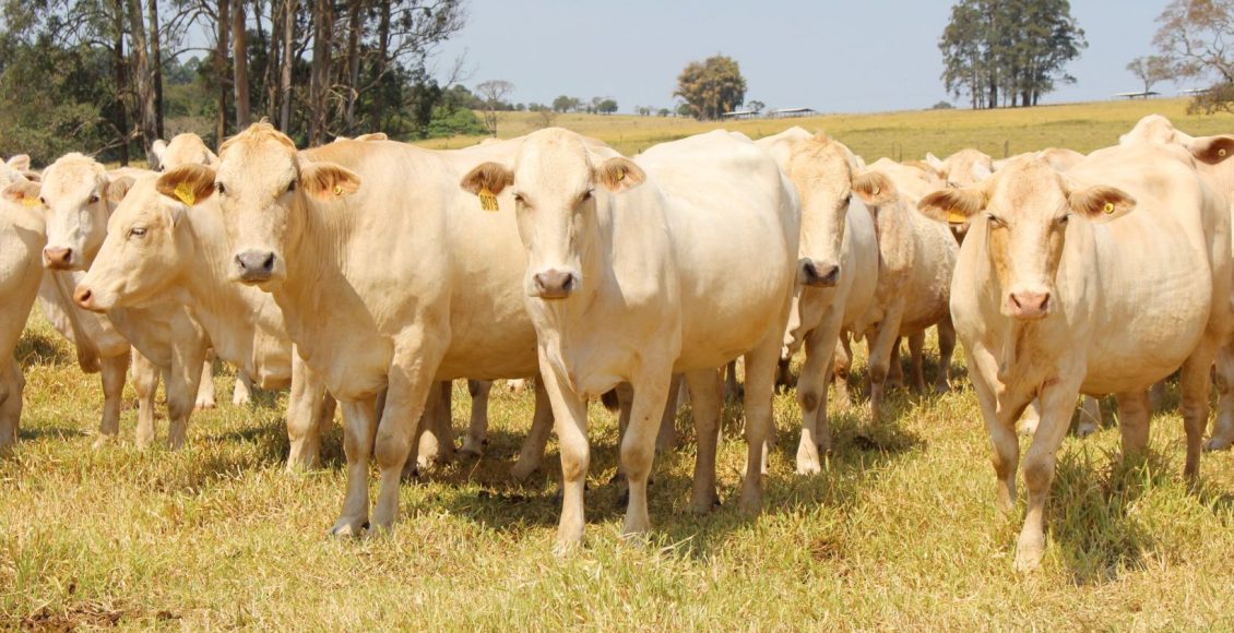 Vermifugação no desmame garante a saúde e o bom desempenho dos bezerros