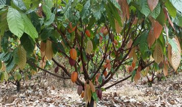 Crise mundial na produção de cacau abre novas possibilidades ao Brasil