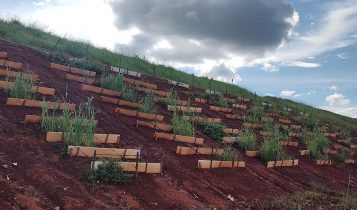 Pesquisa testa plantas nativas do Cerrado para recuperar barragens de mineração de ouro