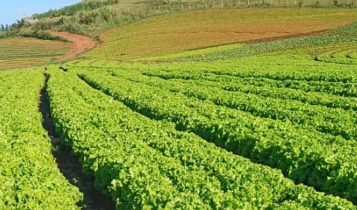 Calor pode inviabilizar cultivo de alface em campo aberto no Brasil até o fim do século