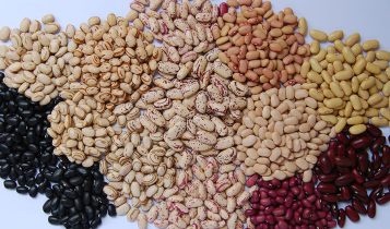 Pequenas lavouras de feijão são maioria no Brasil, mas as grandes produzem a maior parte
