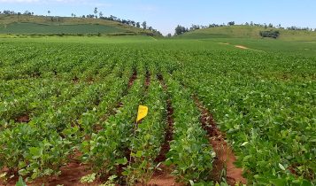Modelo prevê produtividade agrícola com uso de imagens de satélite