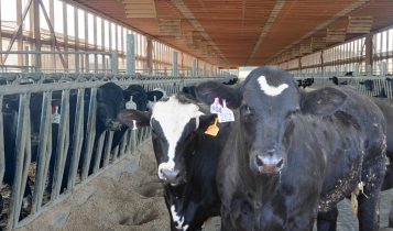 beef on dairy - semex brasil