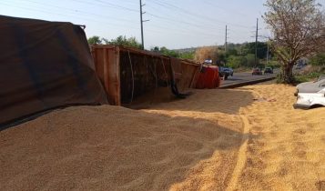 Carreta com mais de 40 toneladas de milho tomba e espalha carga na BR-163