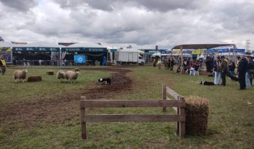 Competição demonstra aptidão da raça Border Collie para lida campeira - Foto: Fabrízio Fernández/Ascom Expointer