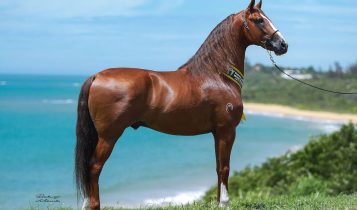 Associação do Cavalo Mangalarga Marchador terá momento decisivo; prepare-se para votar