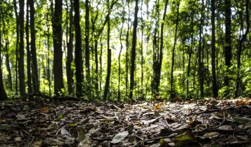 Produção florestal do país cresce 16,7% e chega a R$ 44,3 bi em 2024