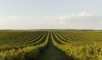 Inscrições abertas de curso gratuito para jornalistas: "Mudanças Climáticas e Agricultura na era da produtividade e sustentabilidade"