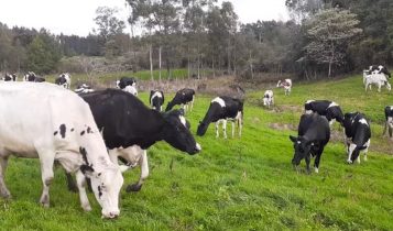 Investimento de R$ 2,2 milhões impulsiona agtech que pesa gado com IA