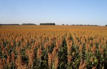 Sorgo se consolida como cultura estratégica no Maranhão e no Oeste da Bahia
