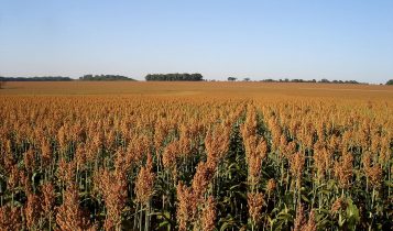 Sorgo se consolida como cultura estratégica no Maranhão e no Oeste da Bahia