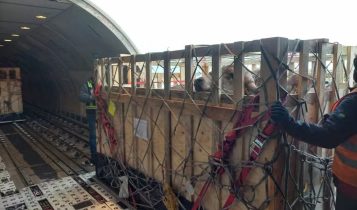 Carga de bovinos da raça Gir Leiteiro foi transportada de Viracopos com destino a Quito, no Equador — Foto: Divulgação LATAM