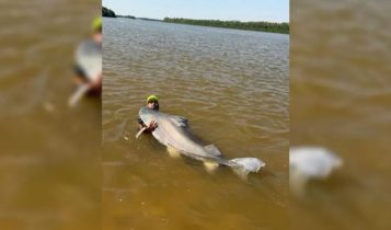 Guia pesca maior peixe do Vale do Araguaia; Vídeo dessa “história de pescador” viraliza, veja