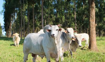 Tecnologia e planejamento são chave para a rastreabilidade bovina