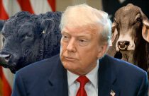 presidente dos EUA Donald Trump com touros da raca angus e brahman ao fundo