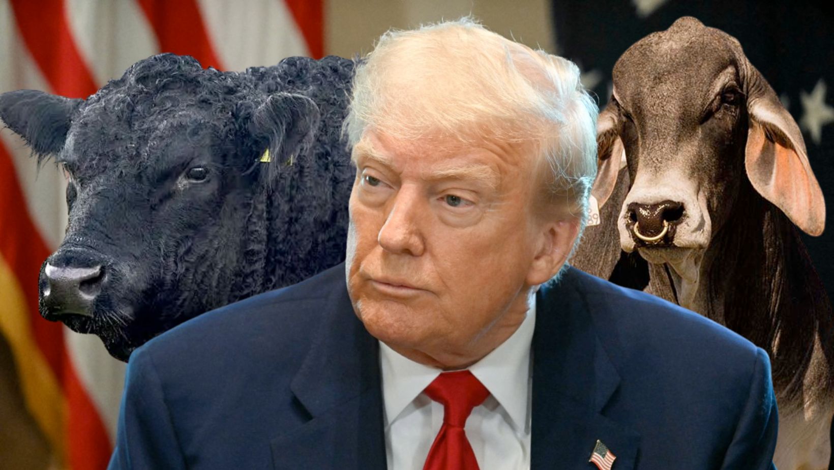 presidente dos EUA Donald Trump com touros da raca angus e brahman ao fundo