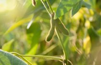 Proposta de mudança na Lei de Cultivares ganha força na Câmara e gera debate no setor agrícola