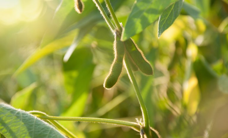 Proposta de mudança na Lei de Cultivares ganha força na Câmara e gera debate no setor agrícola