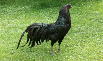 Sumatra Negro: o galo ornamental que parece saído de um conto místico